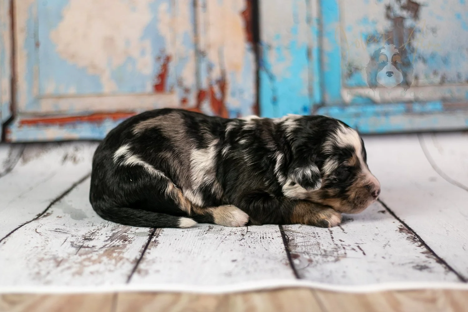 Artemisia Bernedoodle Puppy-287.jpg