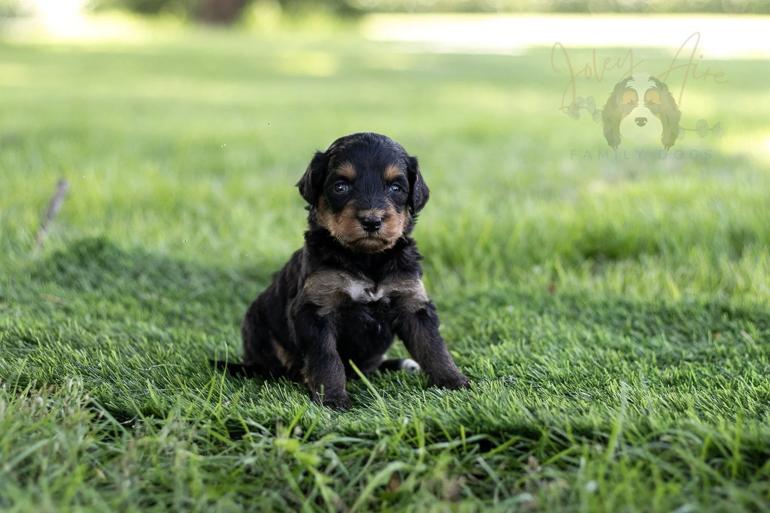 Mini Mae Bernedoodle Puppy-502.jpg
