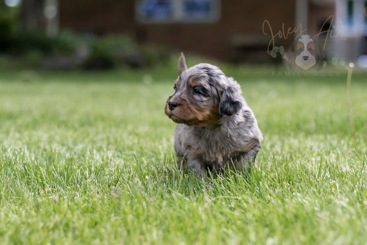Ukelele Bernedoodle Puppy-39.jpg