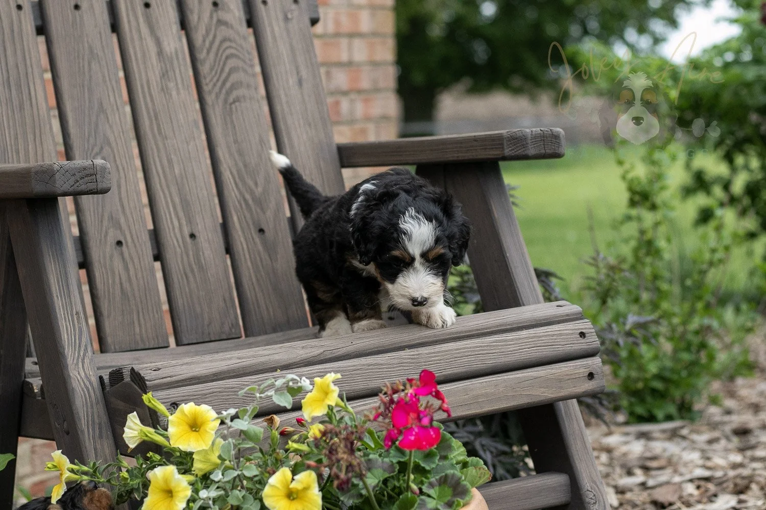 Harmonica Bernedoodle Puppy-2.jpg