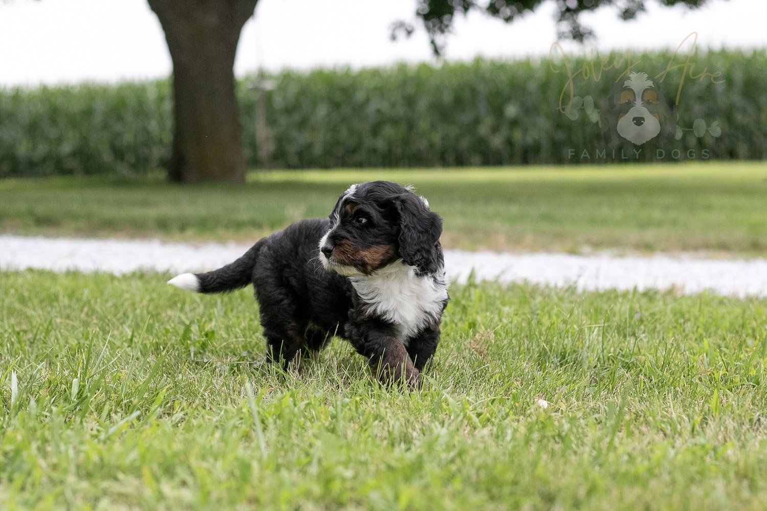 Yosemite Bernedoodle Puppy-07.jpg