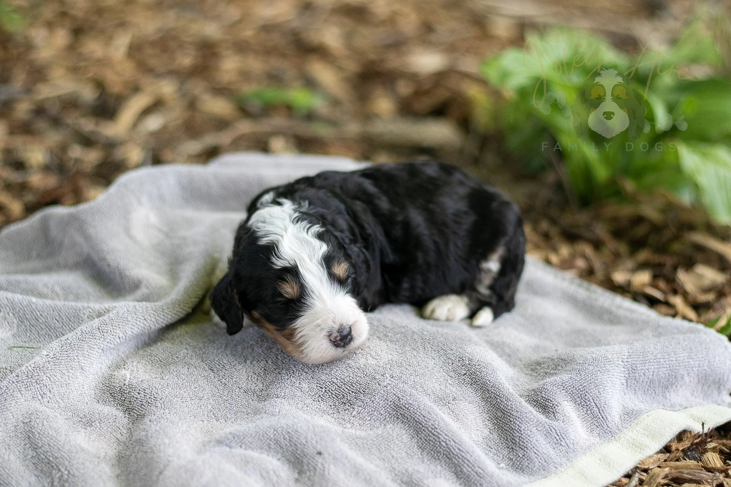 Yellowstone Bernedoodle Puppy-177.jpg