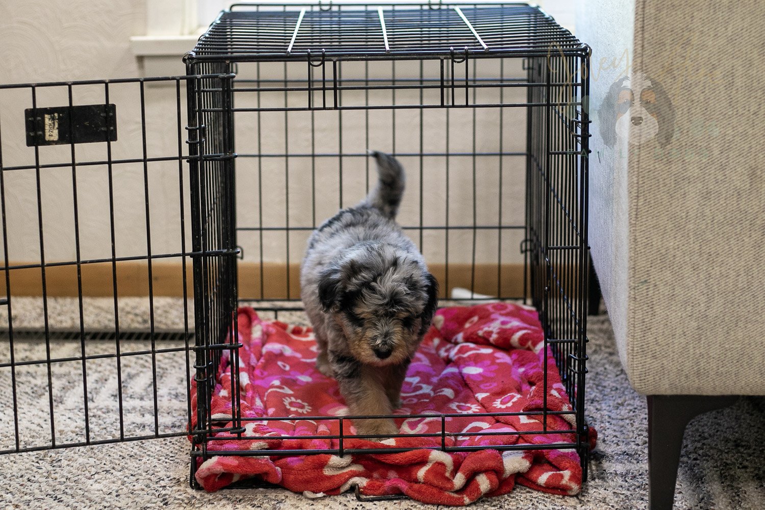 Mary Bernedoodle Puppy-323.jpg