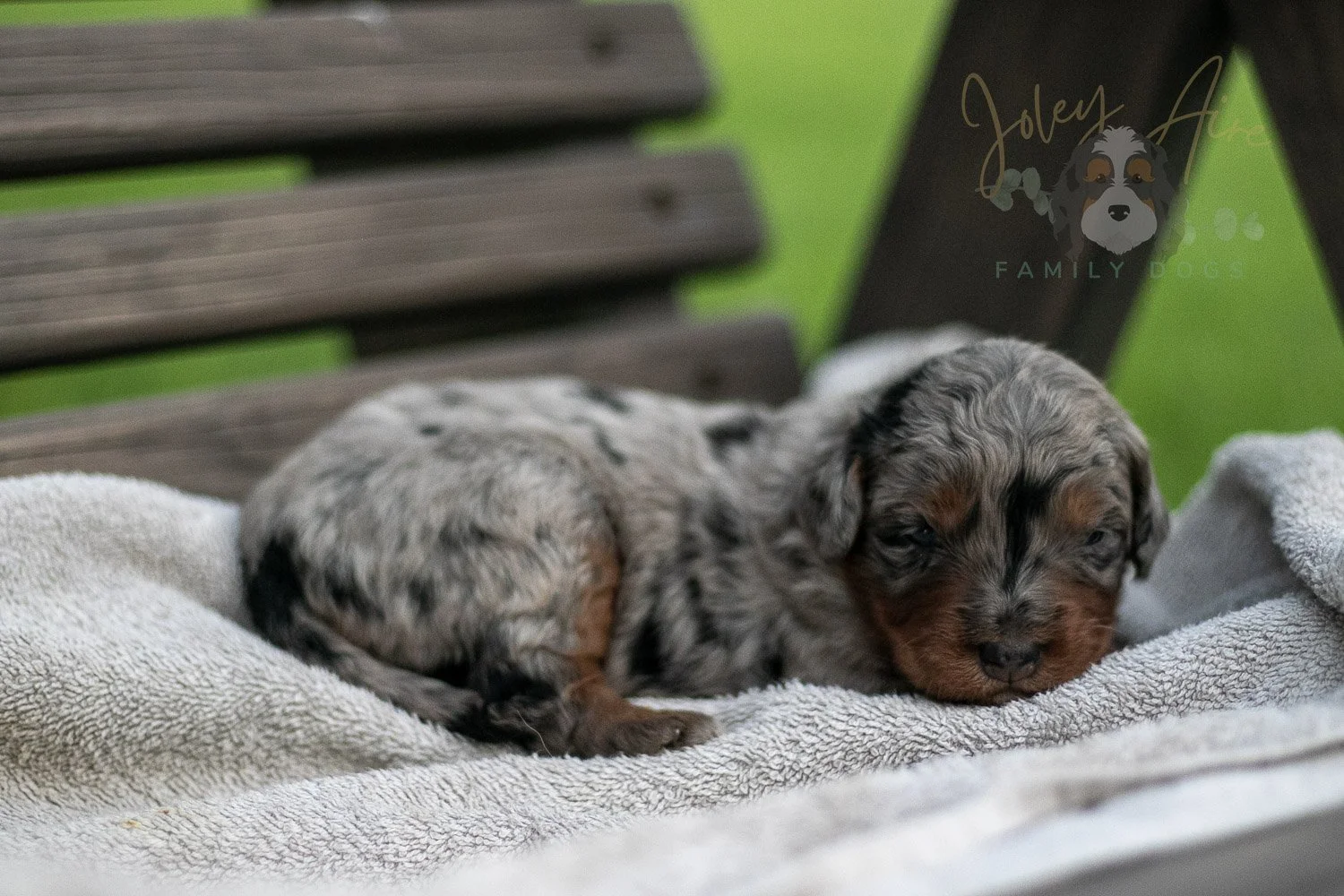 Marilla Cuthbert Bernedoodle Puppy-58.jpg