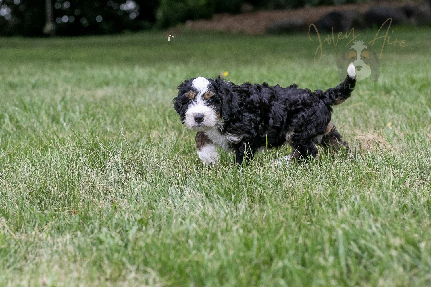 Yellowstone Bernedoodle Puppy-60.jpg