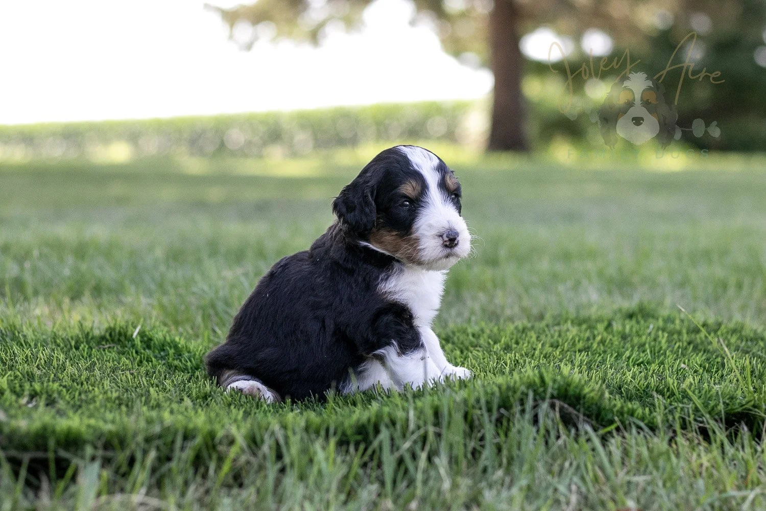 Zion Bernedoodle Puppy-326.jpg