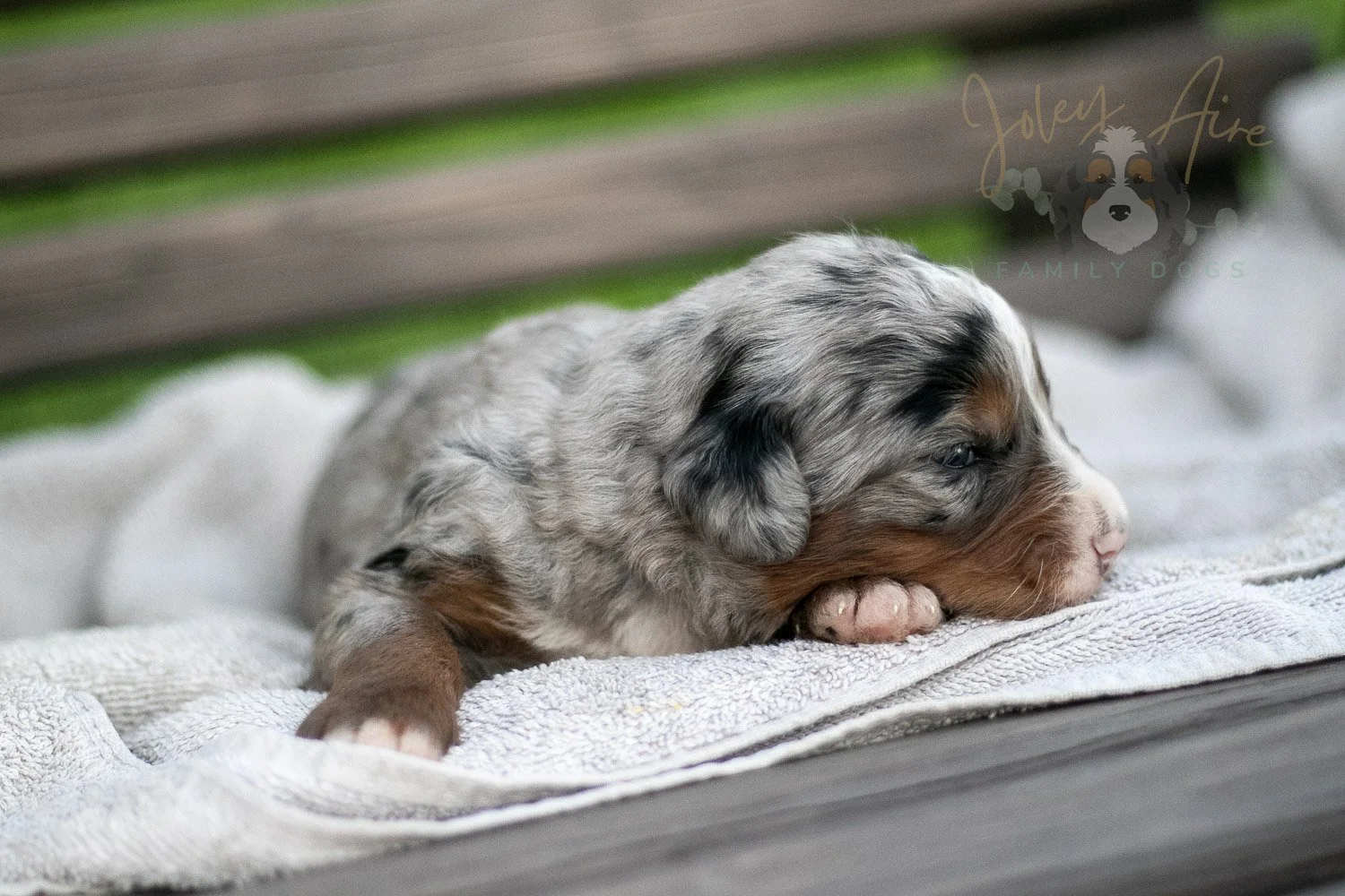 Rachel Lynde Bernedoodle Puppy-47.jpg