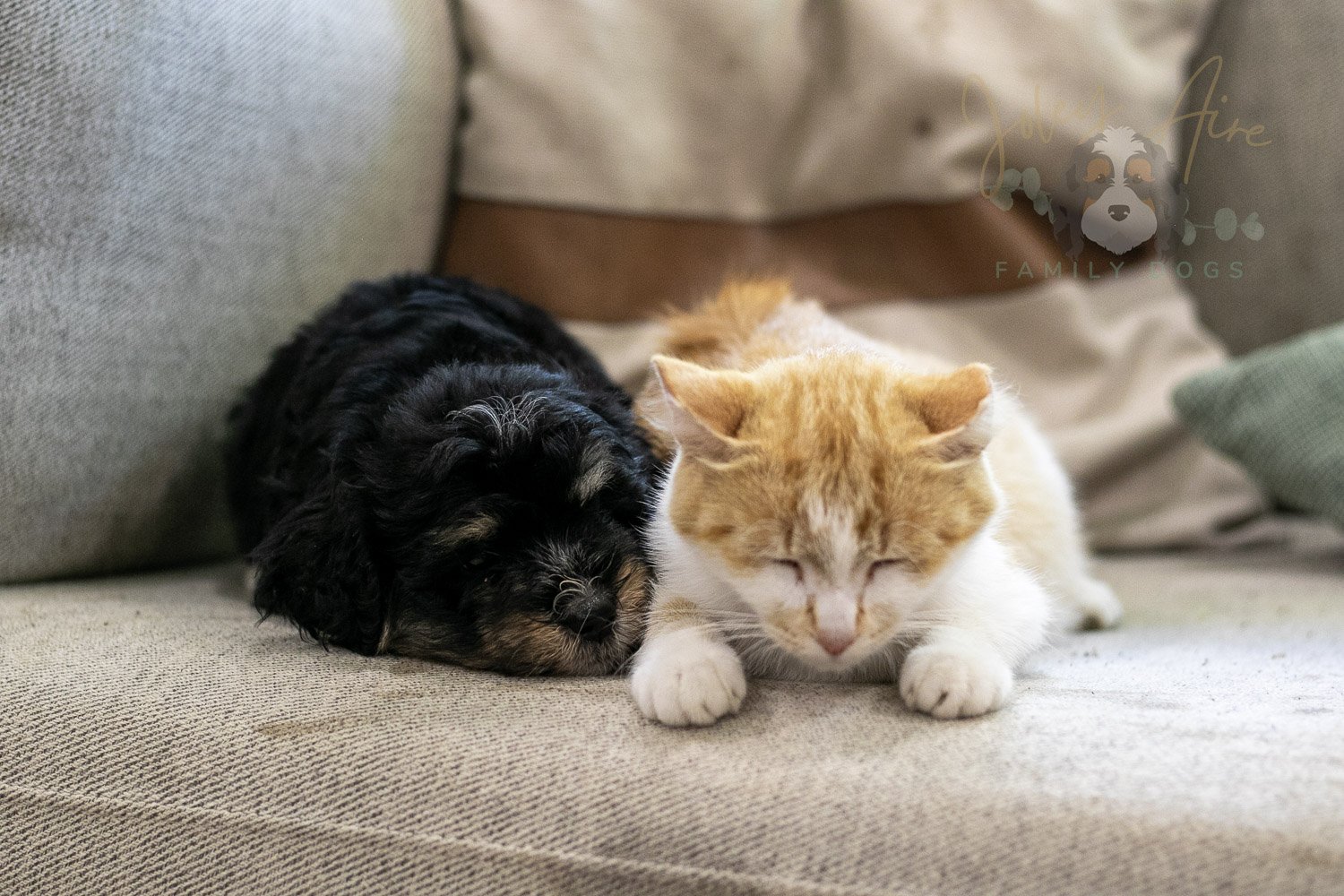 Georgia Bernedoodle Puppy-416.jpg