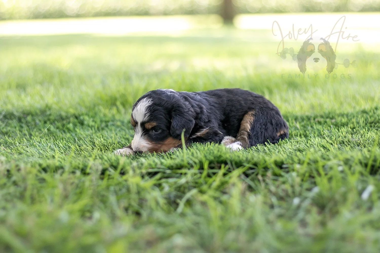 Diana Barry Bernedoodle Puppy-562.jpg