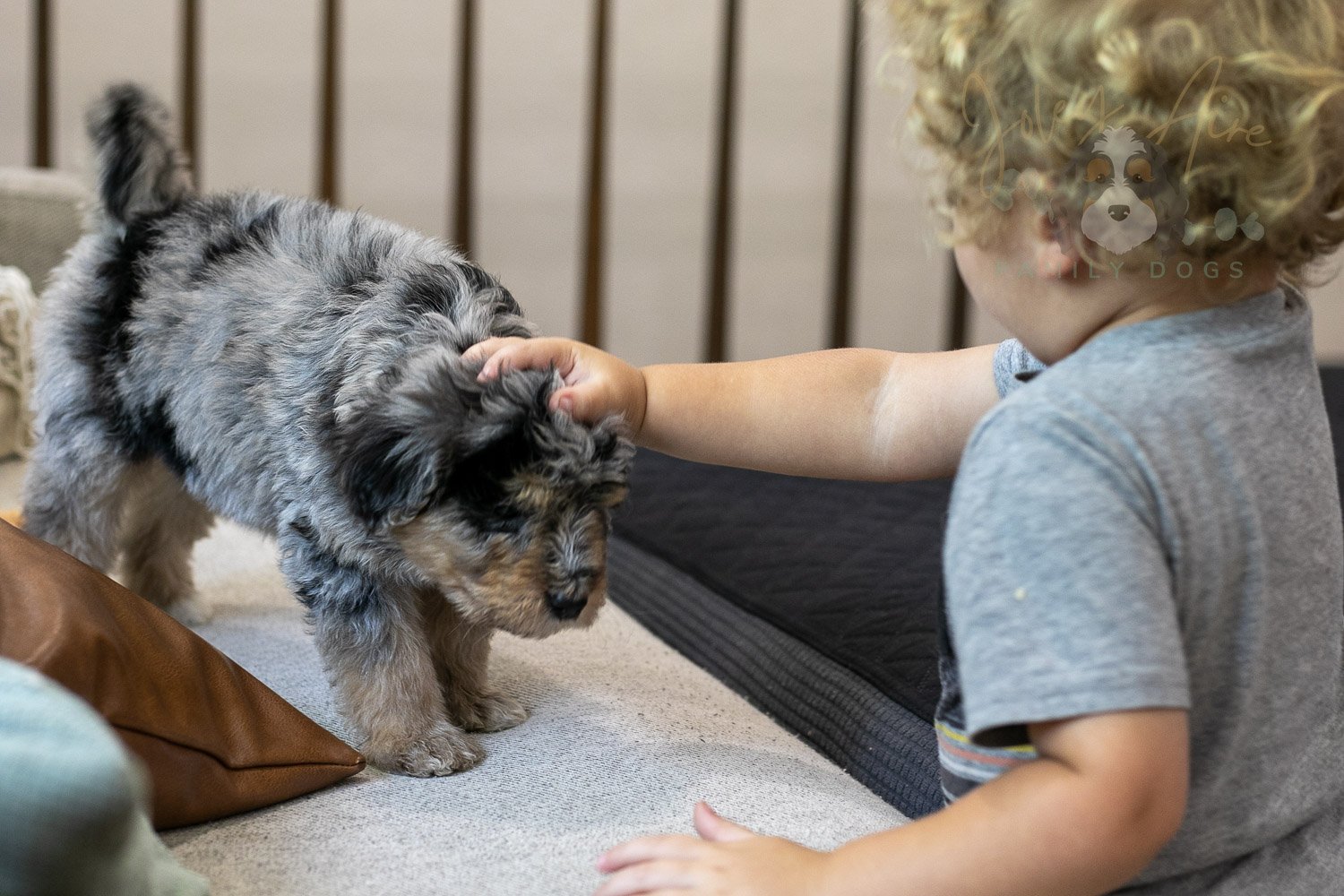 Mary Bernedoodle Puppy-302.jpg