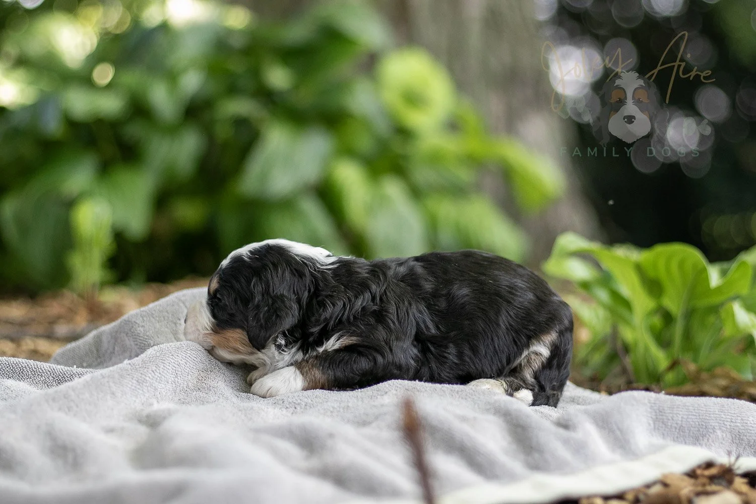 Yellowstone Bernedoodle Puppy-179.jpg