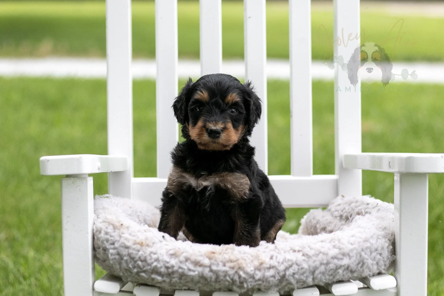 Mini Mae Bernedoodle Puppy-1016.jpg
