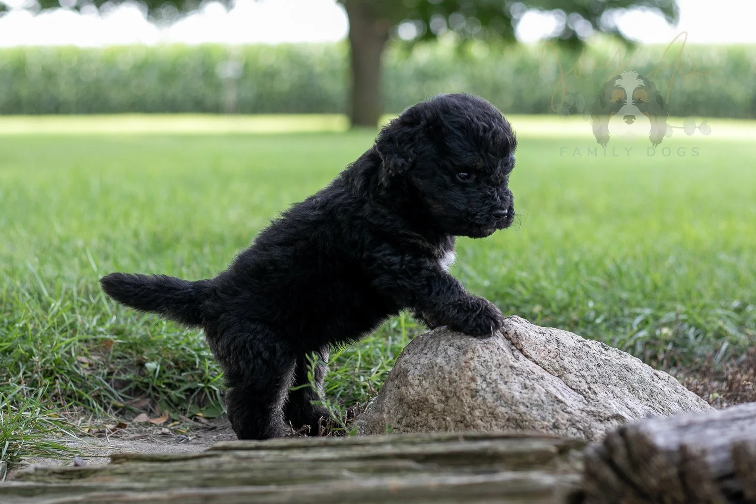 Andy Warhol Bernedoodle Puppy-165.jpg