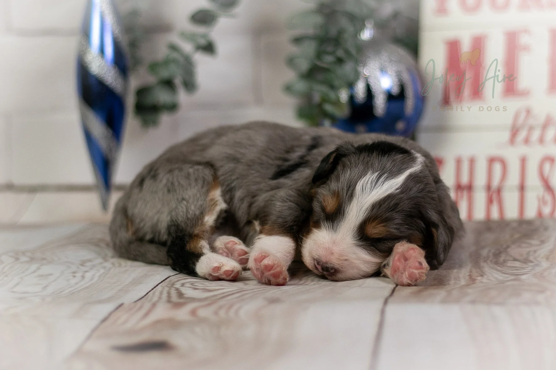 Fuji - Tri-Color Merle Bernedoodle Puppy