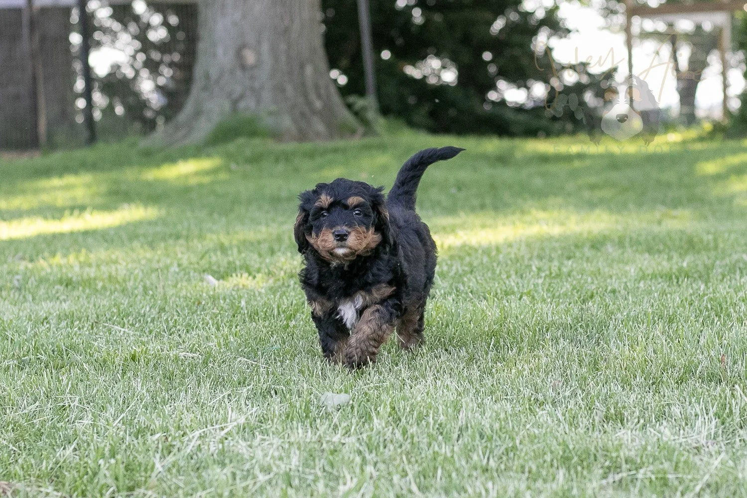 Banjo Bernedoodle Puppy-13.jpg