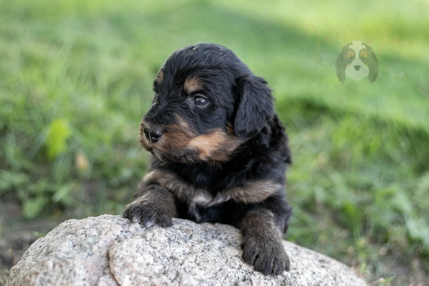 Gilbert Blythe Bernedoodle Puppy-592.jpg
