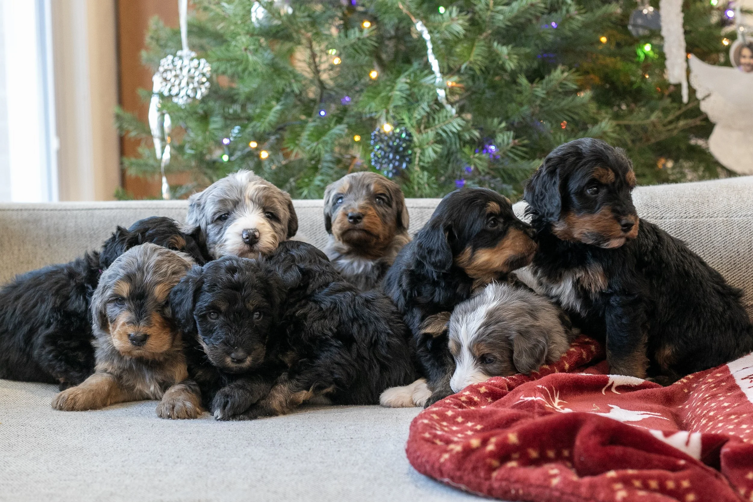 Whole Litter MountainsBernedoodle Puppy-07.jpg
