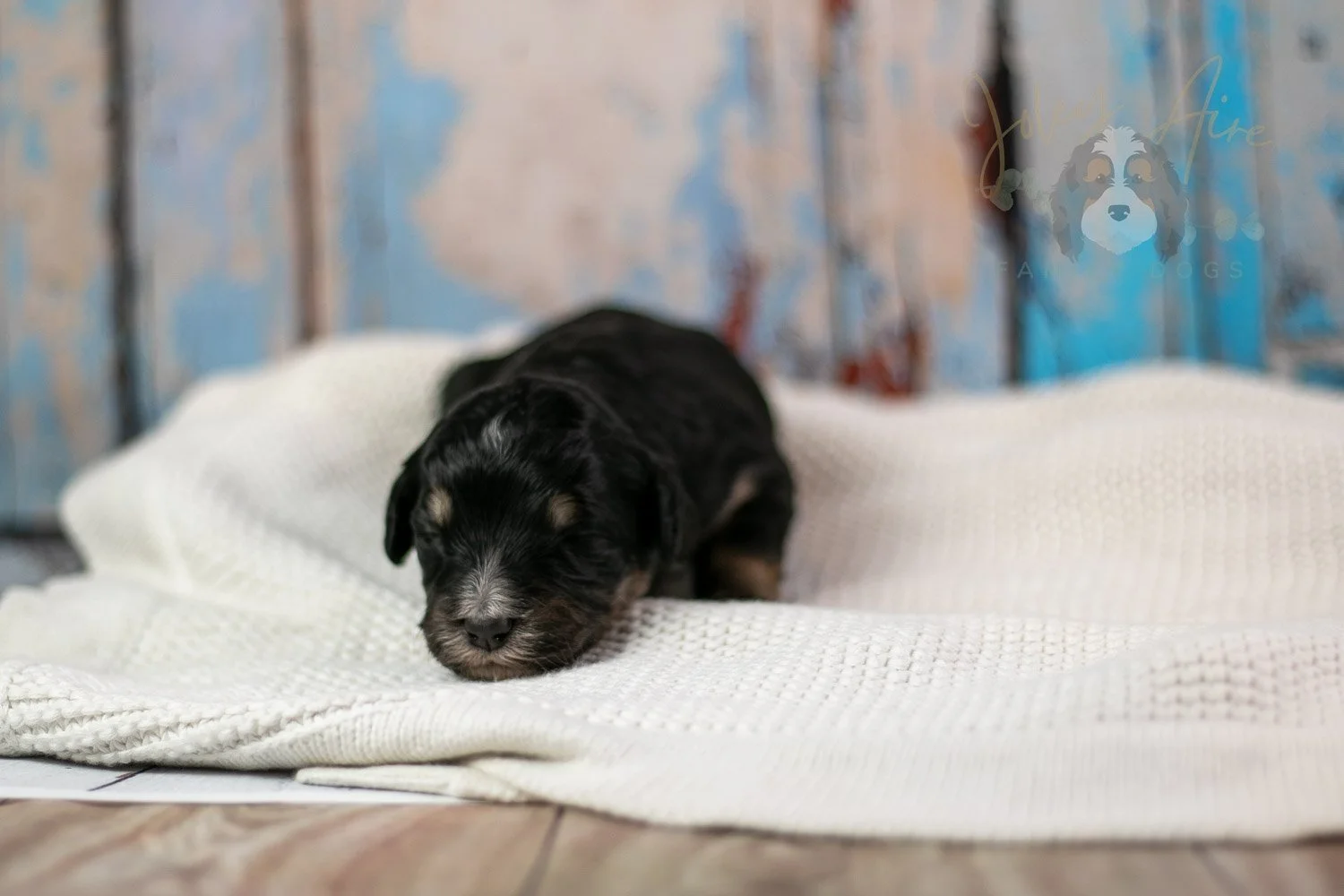Georgia Bernedoodle Puppy-243.jpg