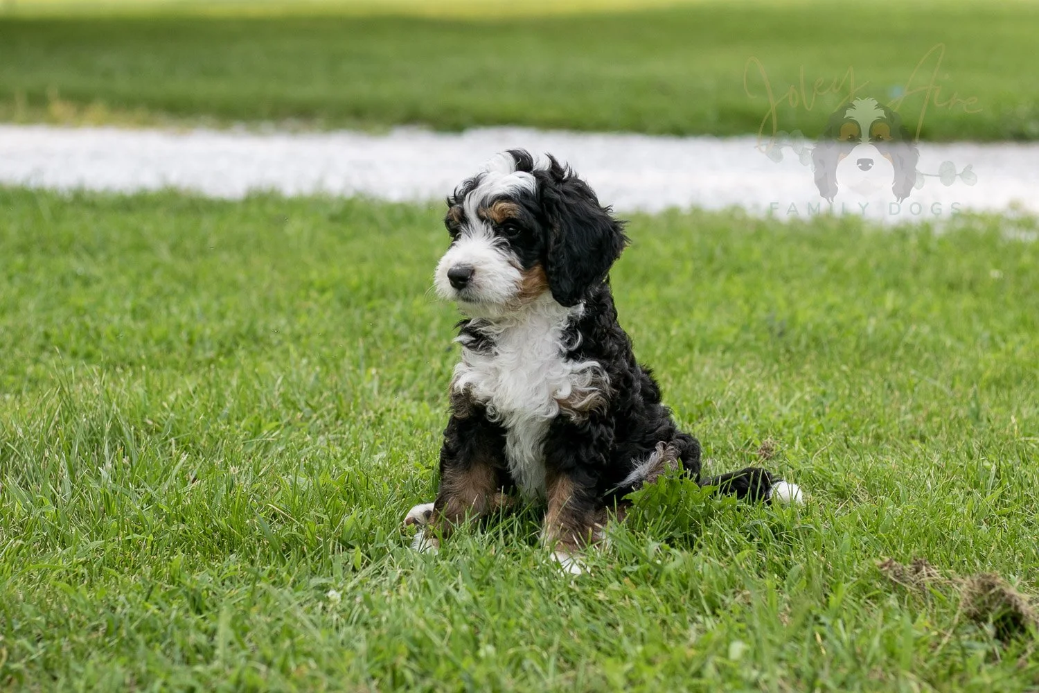 Yellowstone Bernedoodle Puppy-102.jpg