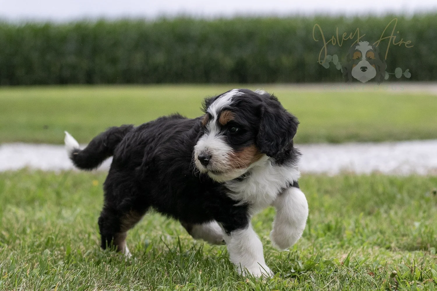 Zion Bernedoodle Puppy-24.jpg
