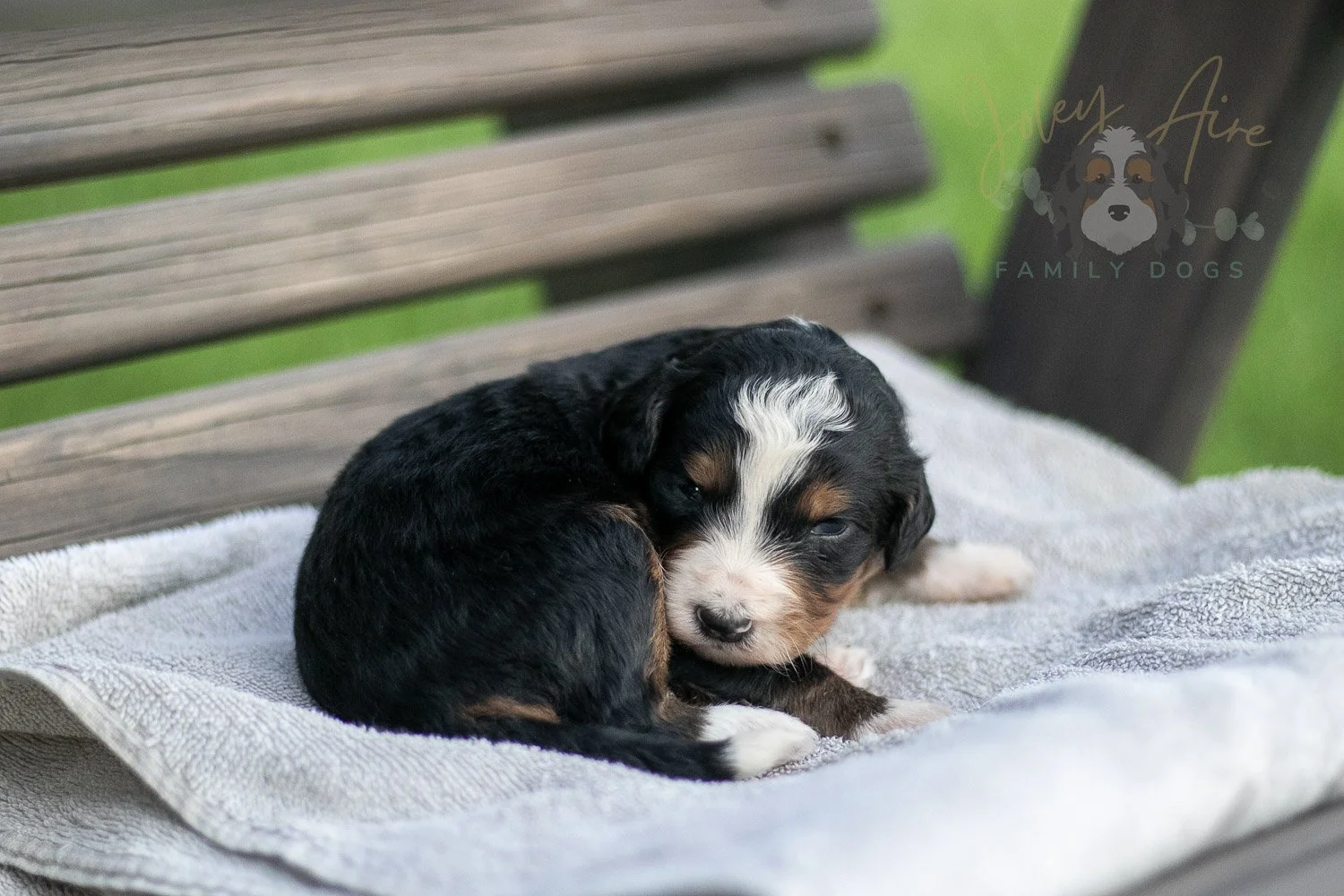 Diana Barry Bernedoodle Puppy-20.jpg