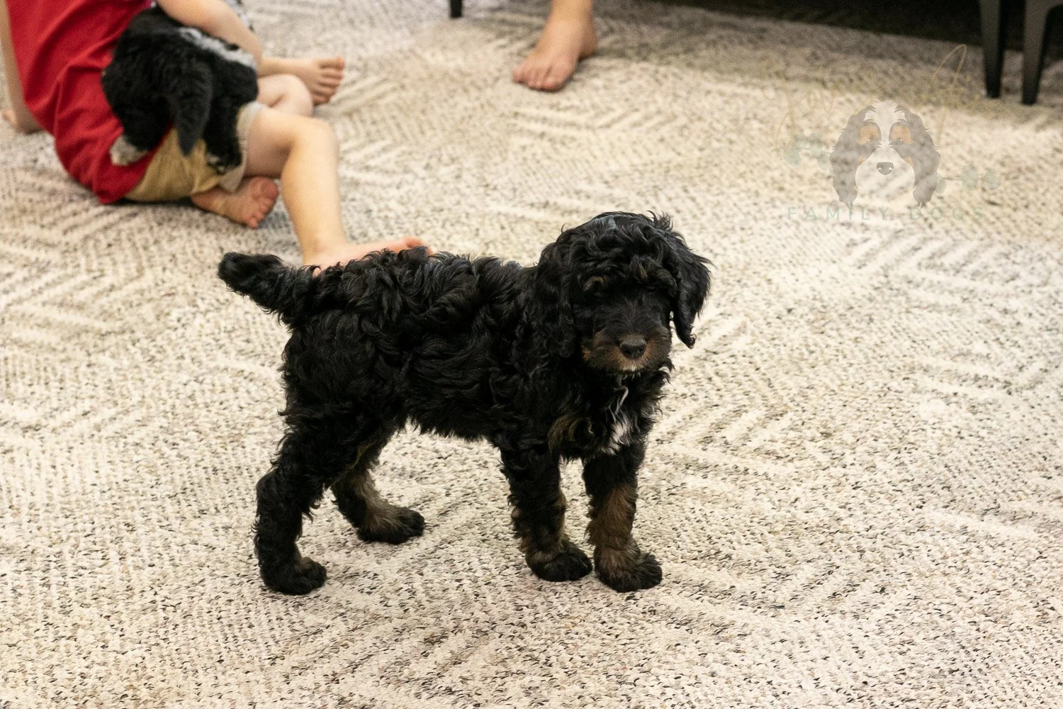 Denali Bernedoodle Puppy-565.jpg