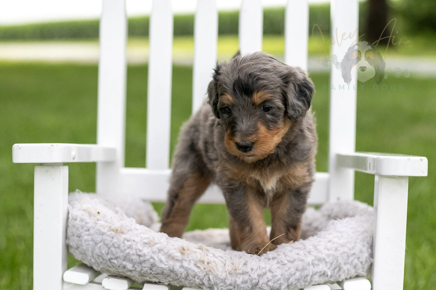 Josie Pye Bernedoodle Puppy-905.jpg