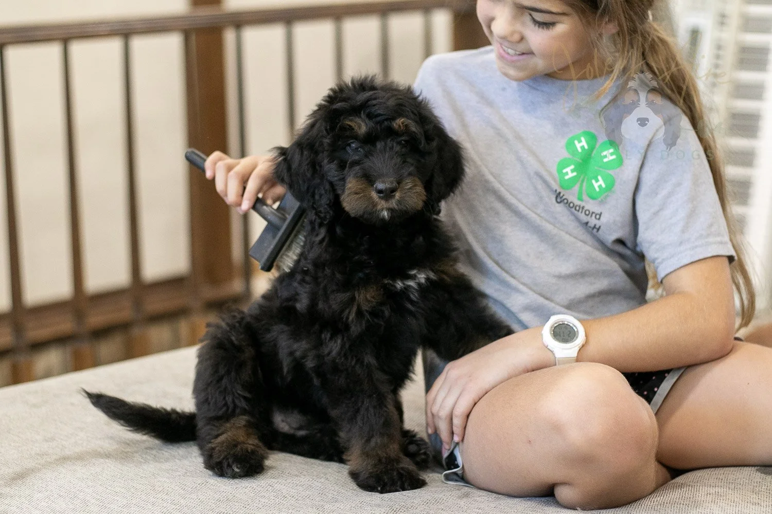 Olympic Bernedoodle Puppy-467.jpg