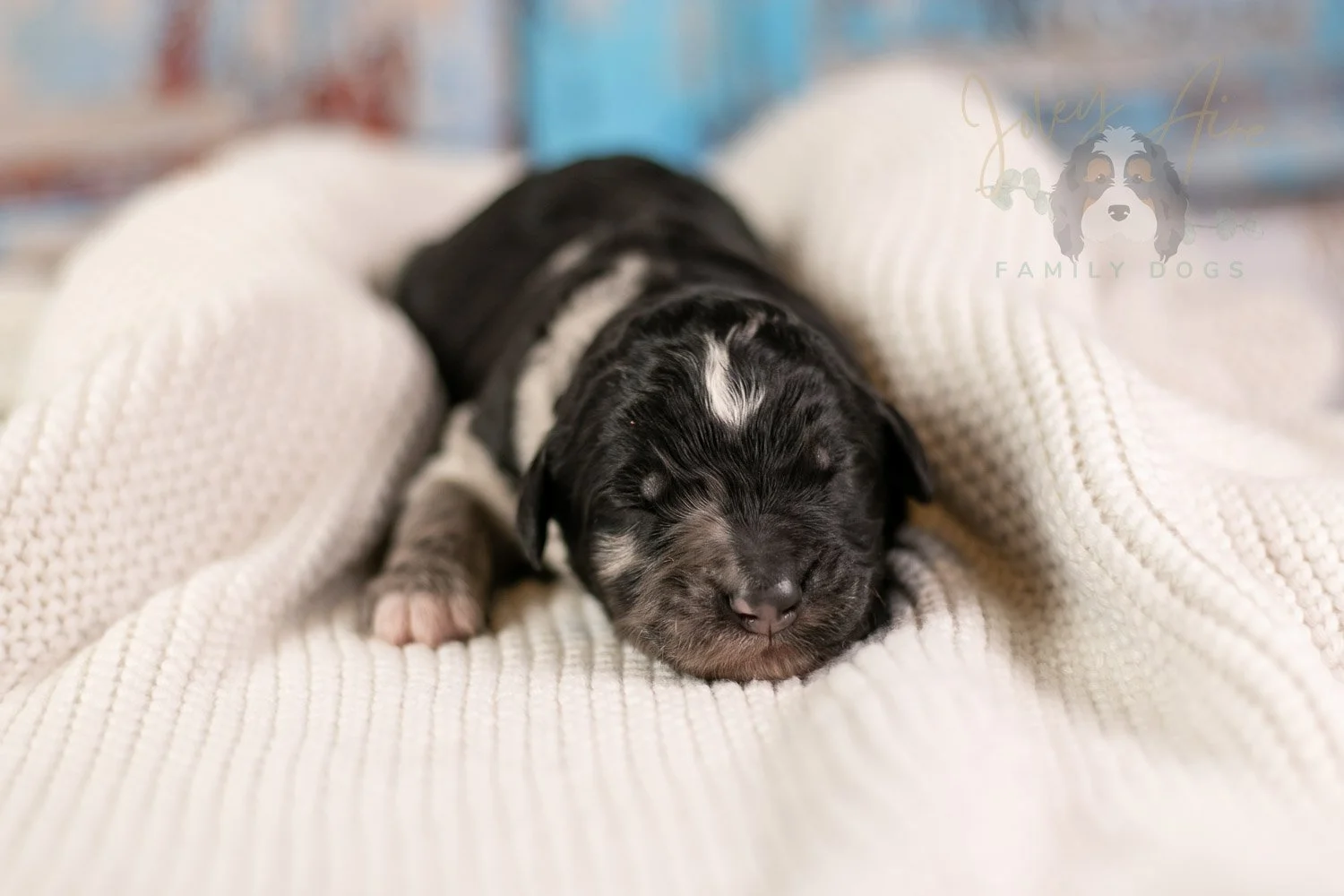 Bob Ross Bernedoodle Puppy-139.jpg