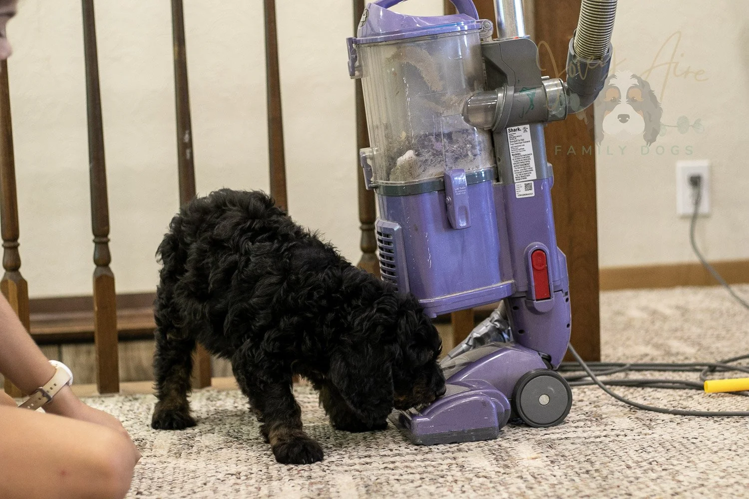 Bryce Bernedoodle Puppy-406.jpg