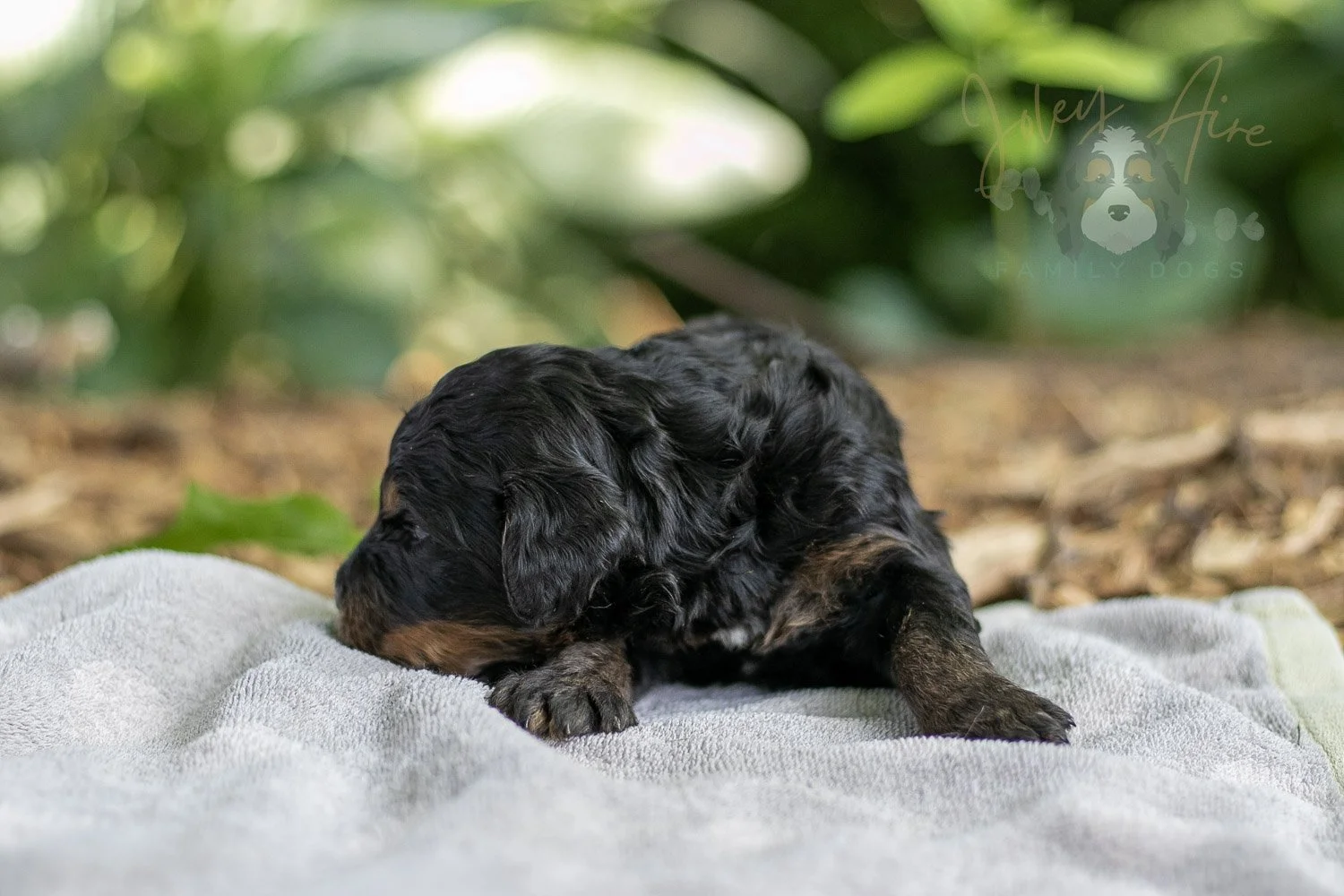 Bryce Bernedoodle Puppy-159.jpg