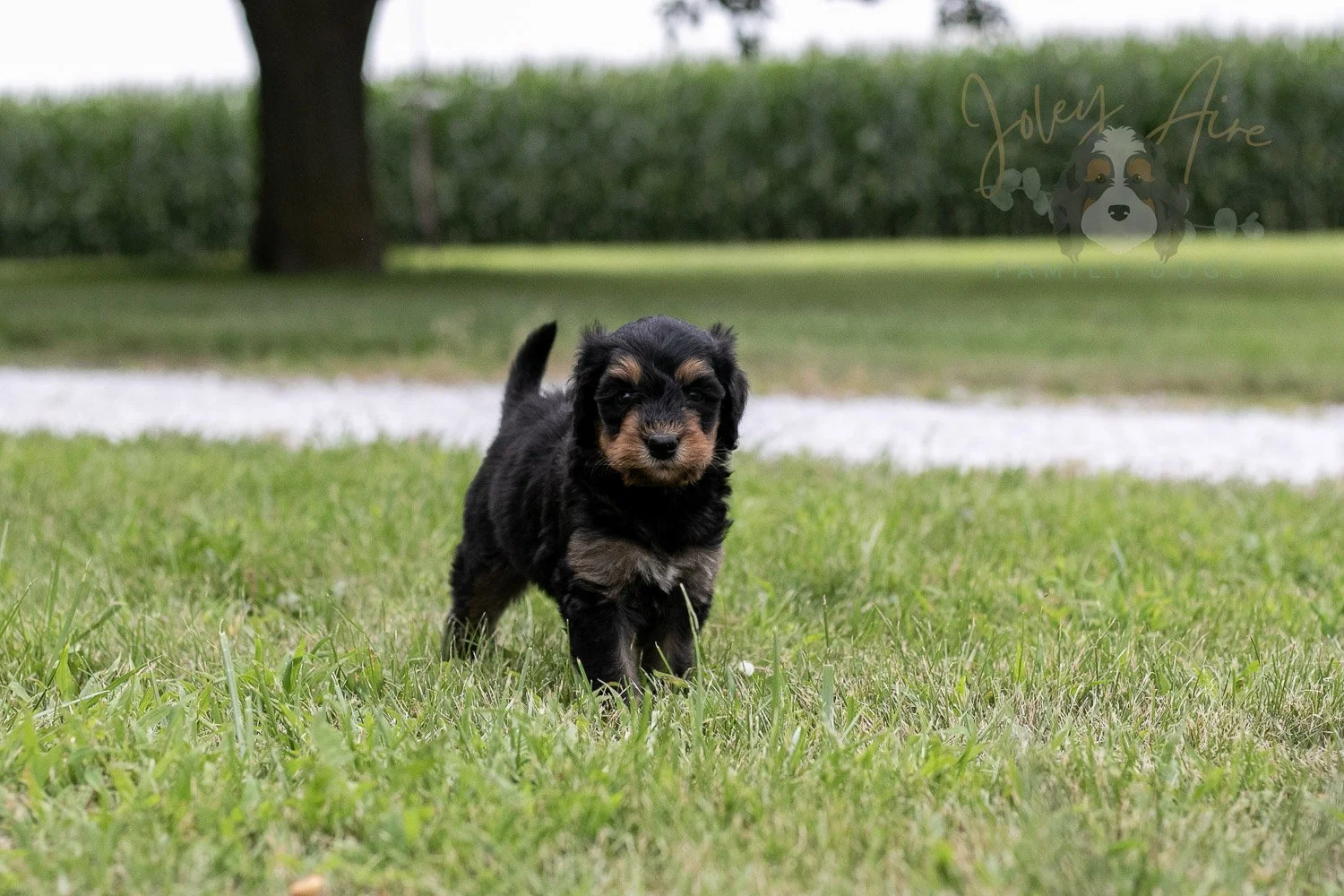 Mini Mae Bernedoodle Puppy-88.jpg