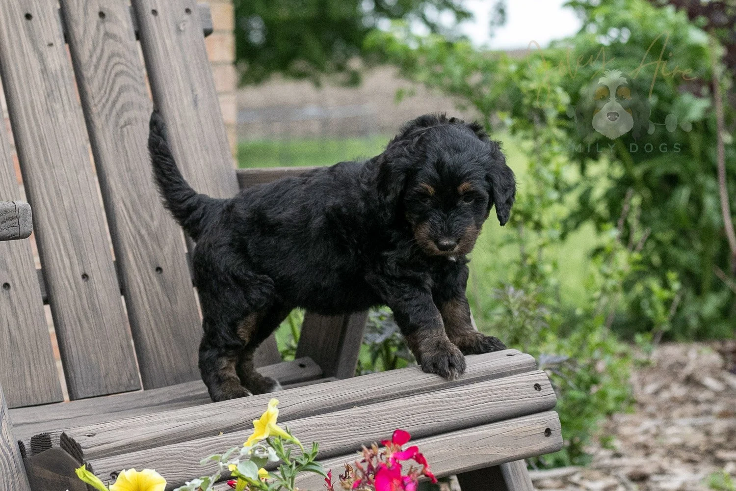 Piano Bernedoodle Puppy-18.jpg