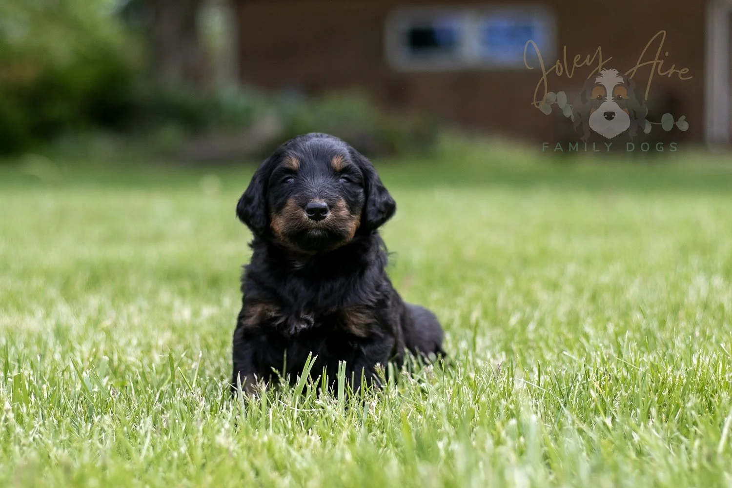 Piano Bernedoodle Puppy-22.jpg