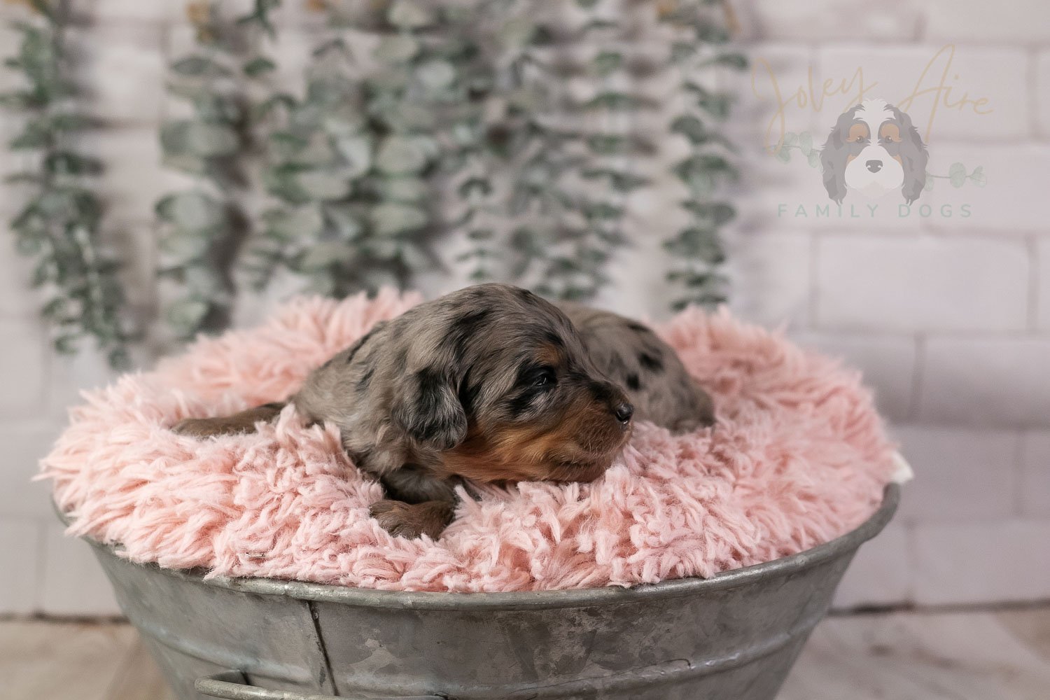 Ukelele Bernedoodle Puppy-3.jpg