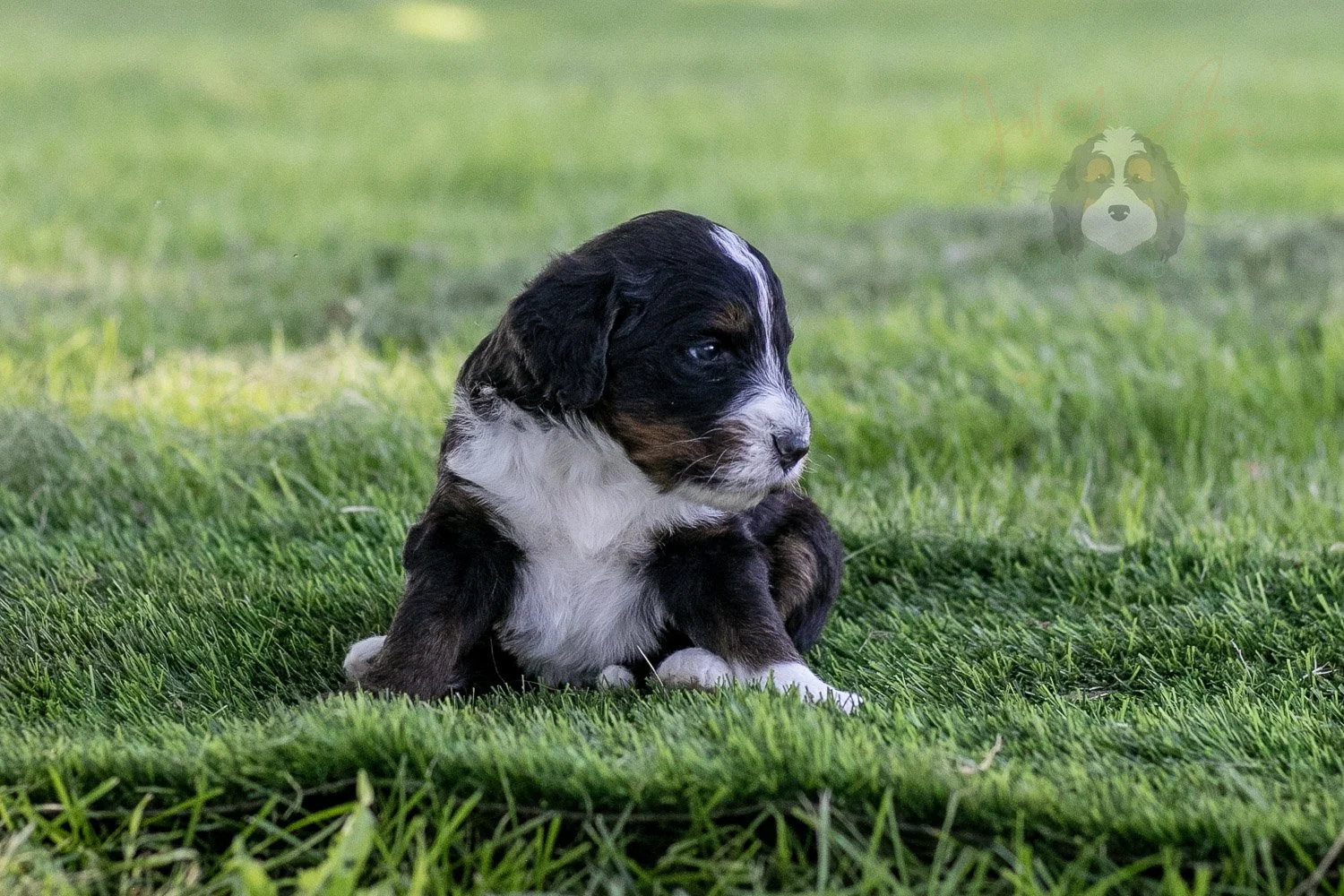 Yosemite Bernedoodle Puppy-375.jpg