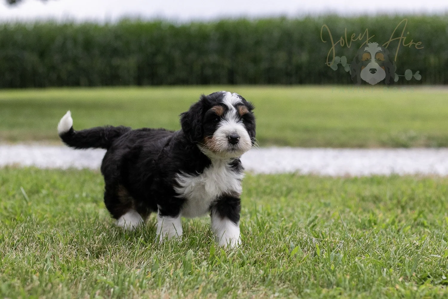Zion Bernedoodle Puppy-22.jpg