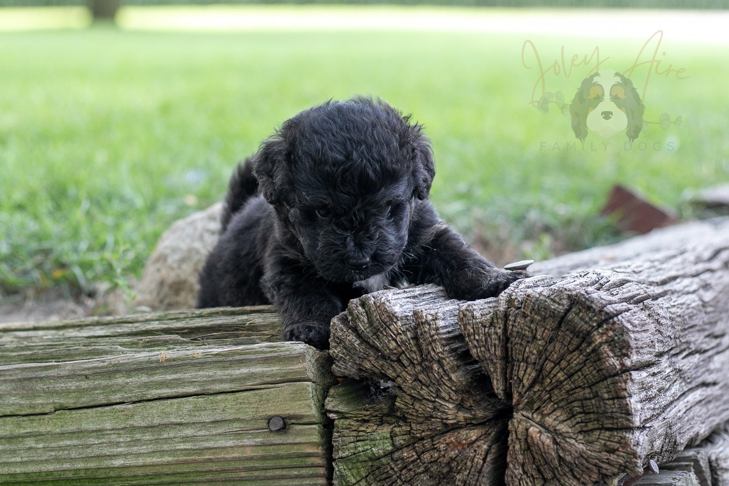 Andy Warhol Bernedoodle Puppy-169.jpg