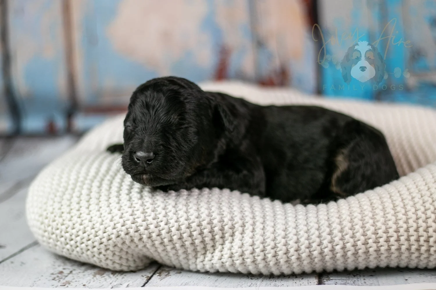 Andy Warhol Bernedoodle Puppy-209.jpg