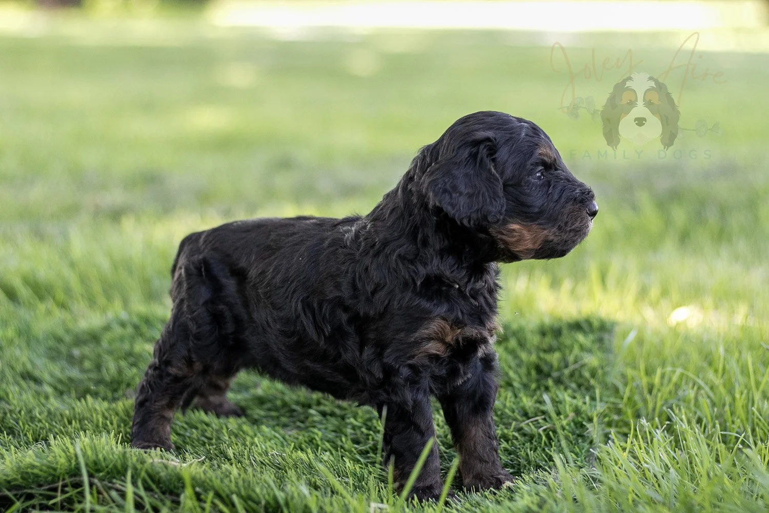 Bryce Bernedoodle Puppy-407.jpg