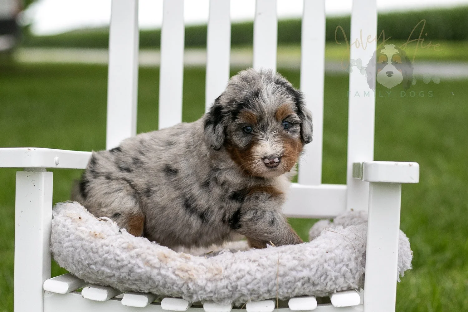 Rachel Lynde Bernedoodle Puppy-0999.jpg