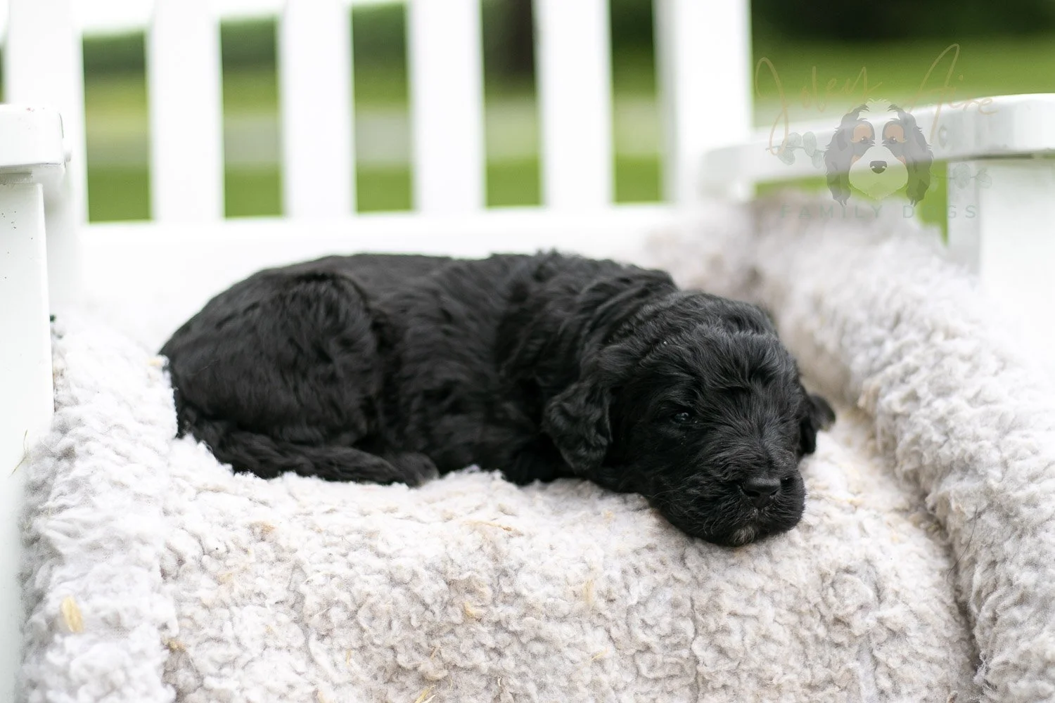 Claude Monet Bernedoodle Puppy-760.jpg