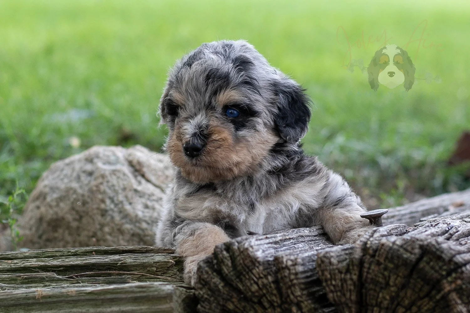 Mary Cassatt Bernedoodle Puppy-178.jpg