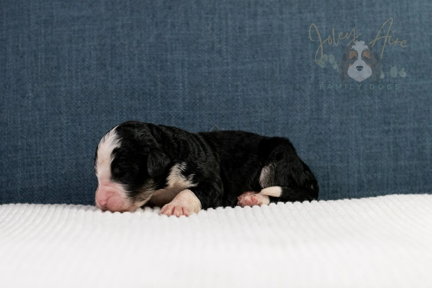 Auggie Bernedoodle Puppy-51.jpg