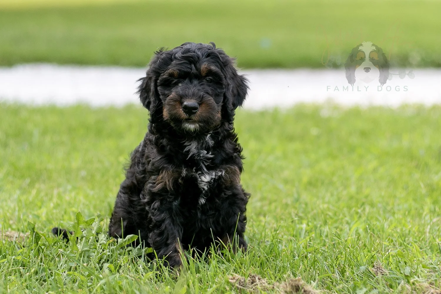 Denali Bernedoodle Puppy-116.jpg