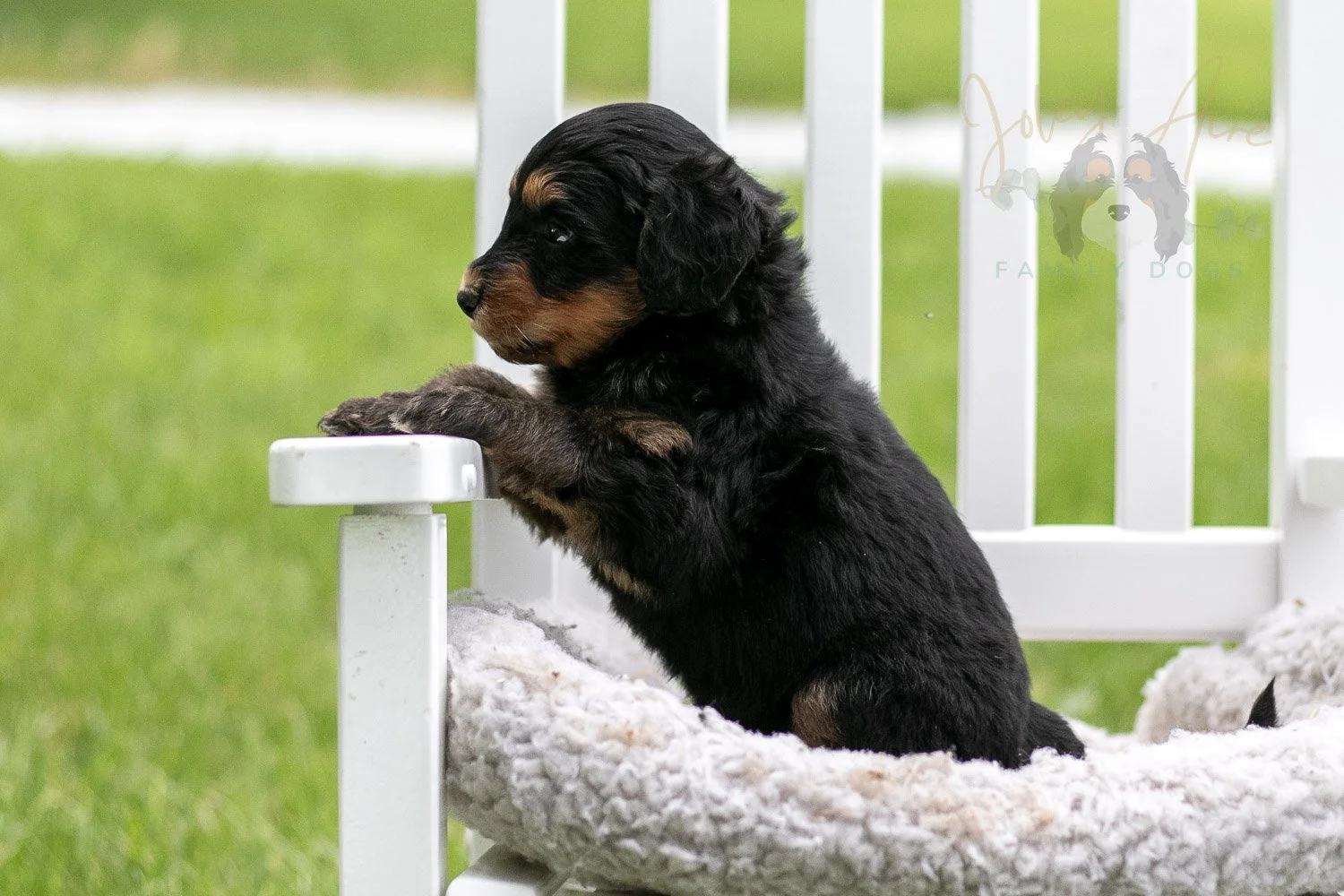 Mini Mae Bernedoodle Puppy-1017.jpg
