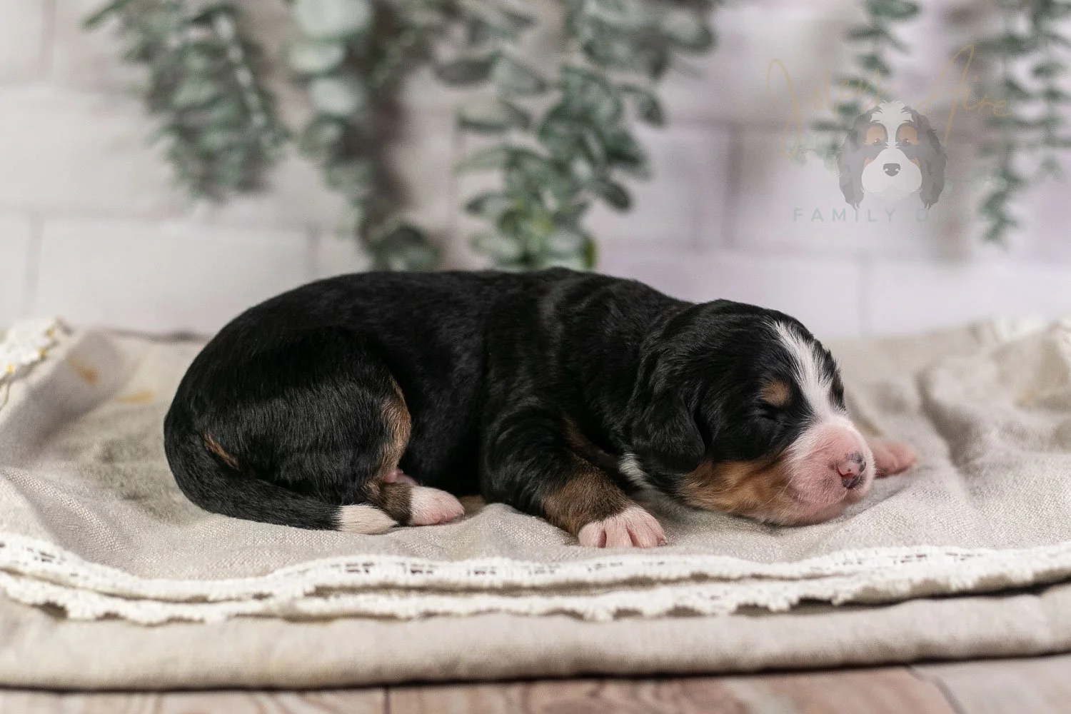 Trumpet Bernedoodle Puppy-2.jpg