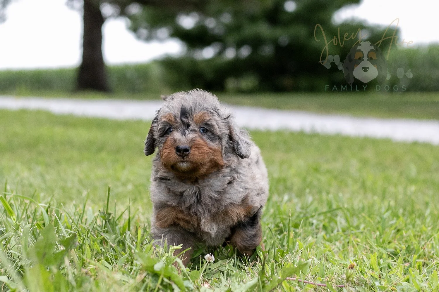 Marilla Cuthbert Bernedoodle Puppy-51.jpg