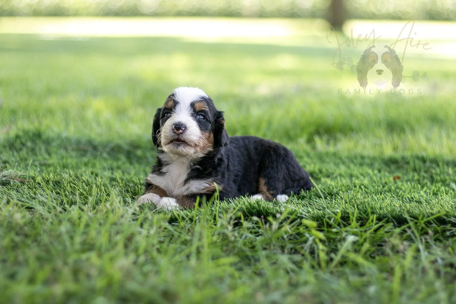 Anne Shirley Bernedoodle Puppy-535.jpg