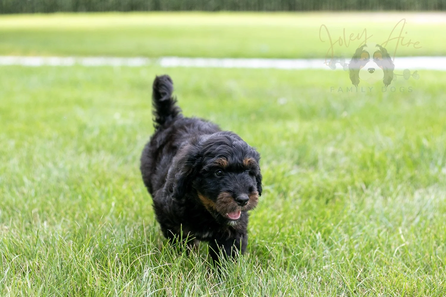 Olympic Bernedoodle Puppy-78.jpg